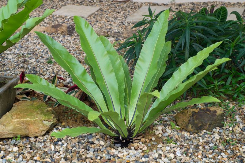 Local Pea Gravel Installation pros at work